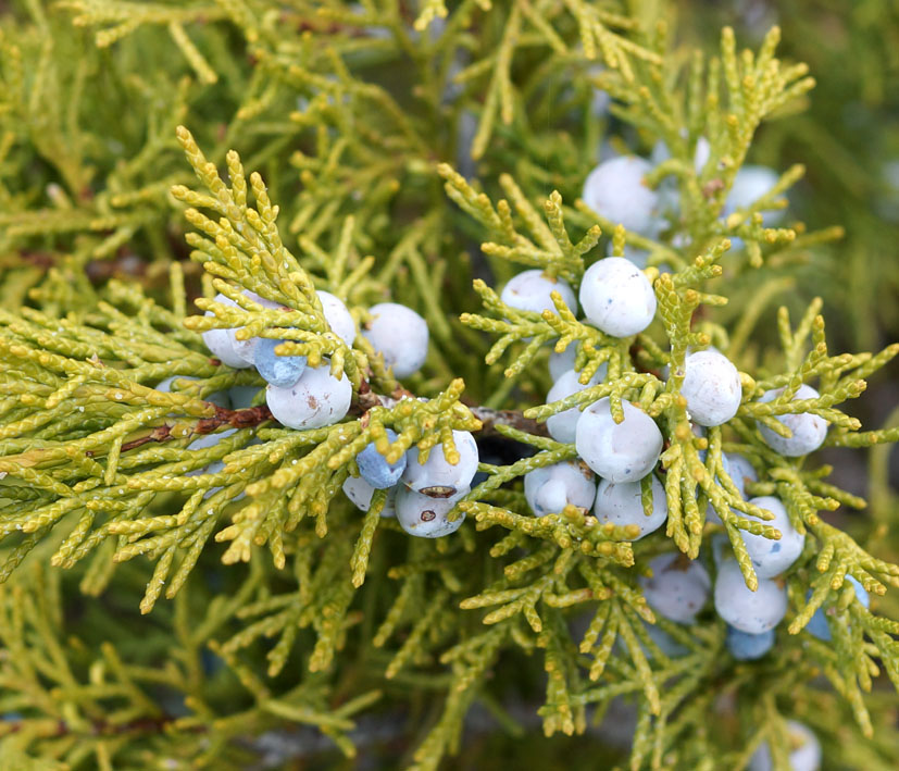 Изображение особи Juniperus sabina.