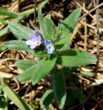 Buglossoides arvensis