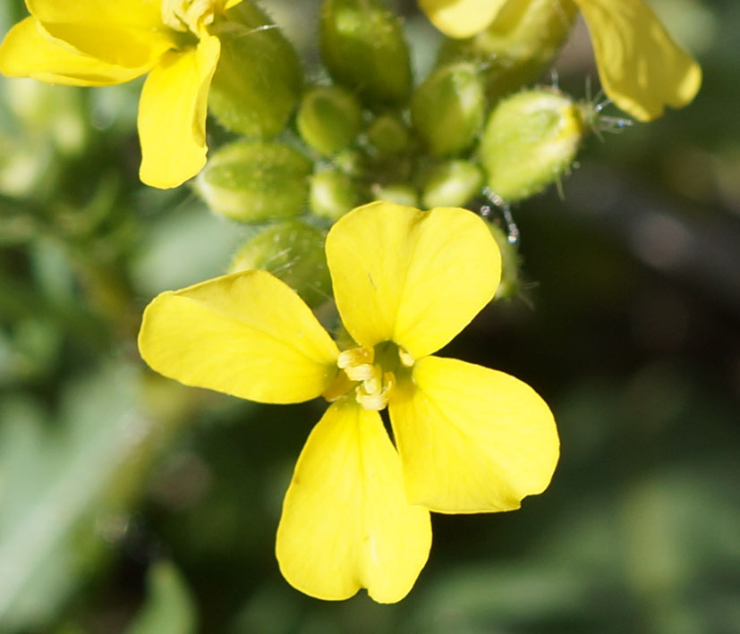 Изображение особи Chorispora sibirica.