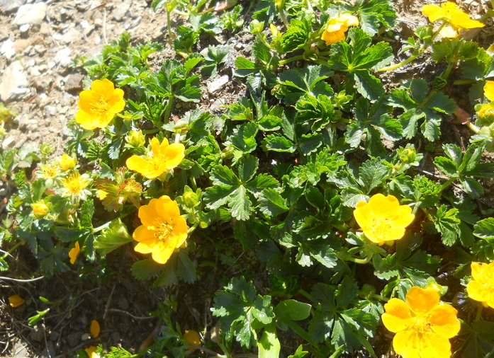 Изображение особи Potentilla crantzii.