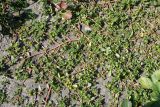Portulaca oleracea