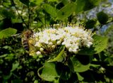 Viburnum burejaeticum. Соцветие с фуражирующей пчелой. Иркутск, Ботанический сад ИГУ. 30.05.2014.