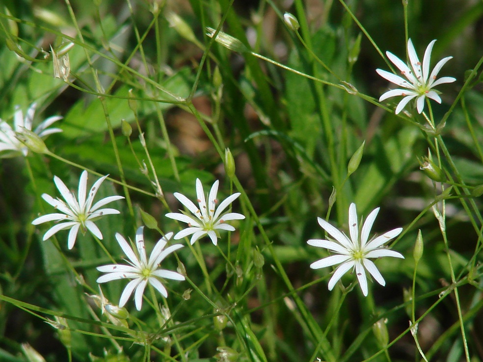 Изображение особи Stellaria graminea.