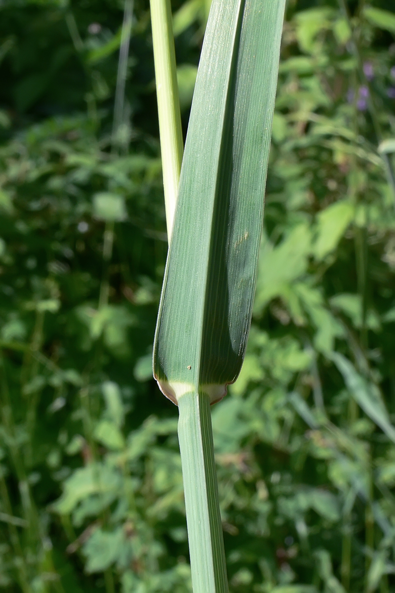 Изображение особи Dactylis glomerata.