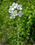 Cardamine dentata. Верхушка цветущего растения. Подмосковье, окр. г. Одинцово, просека в лесу. Май 2015 г.