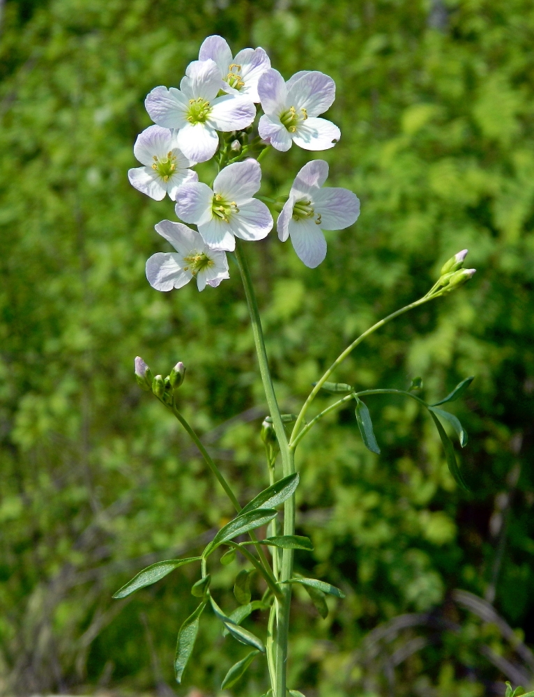 Изображение особи Cardamine dentata.