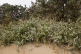 Juniperus подвид macrocarpa