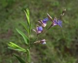 Polygala sibirica