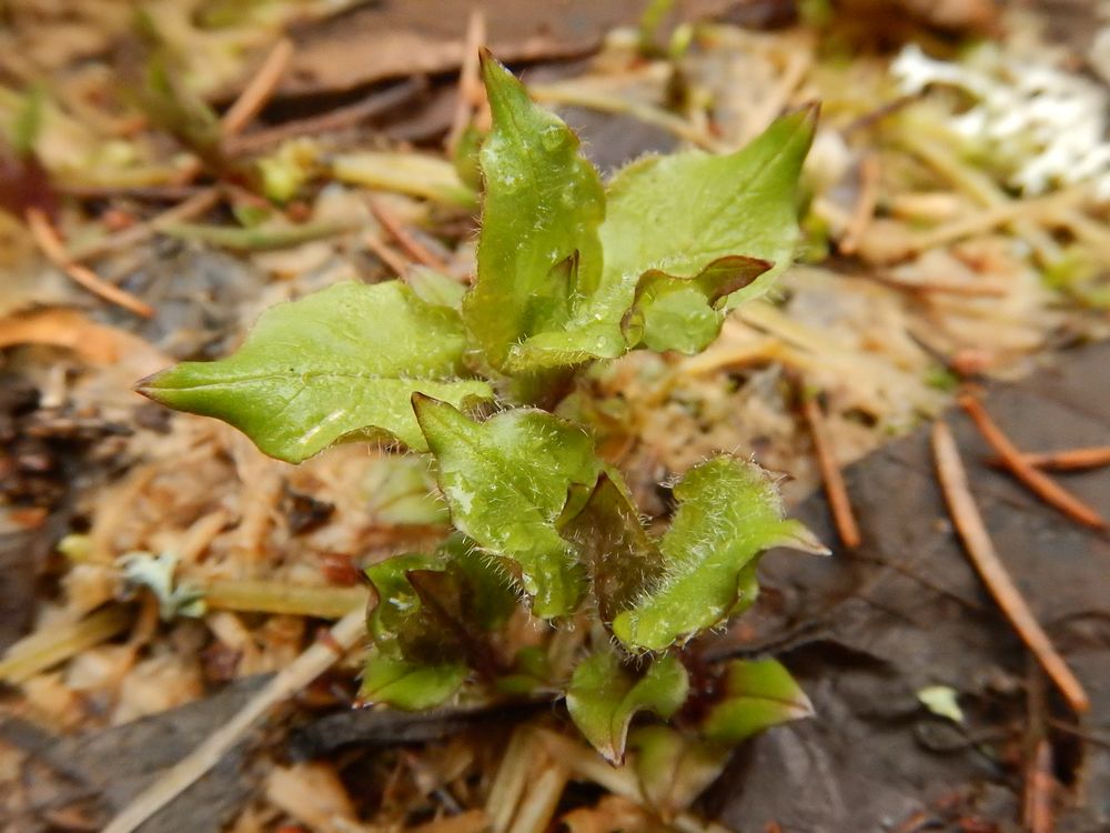 Изображение особи Stellaria nemorum.