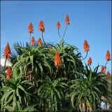 Aloe arborescens