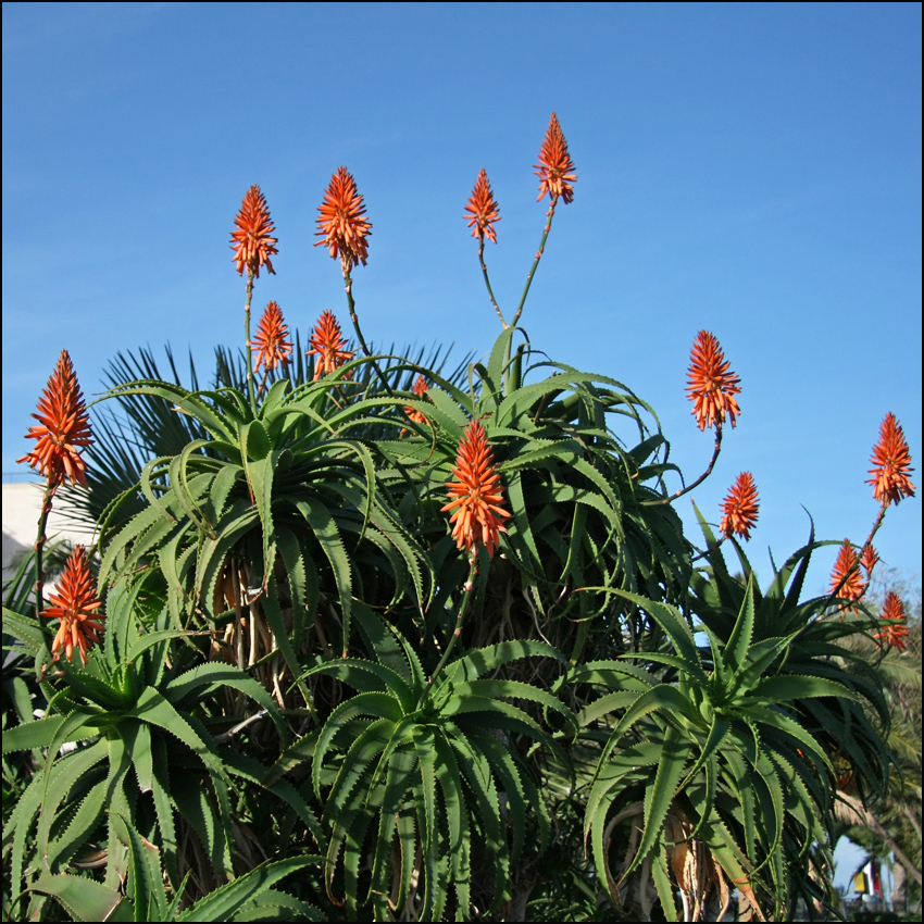 Изображение особи Aloe arborescens.