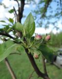 Malus domestica. Распускающееся соцветие и листья. Московская обл., окр. Электрогорска, поле (выведено из с/х оборота). 08.05.2016.