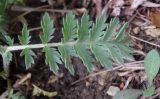 Pyrethrum poteriifolium. Лист. Краснодарский край, г. Геленджик, село Михайловский перевал, Плесецкая щель. 14.05.2016.