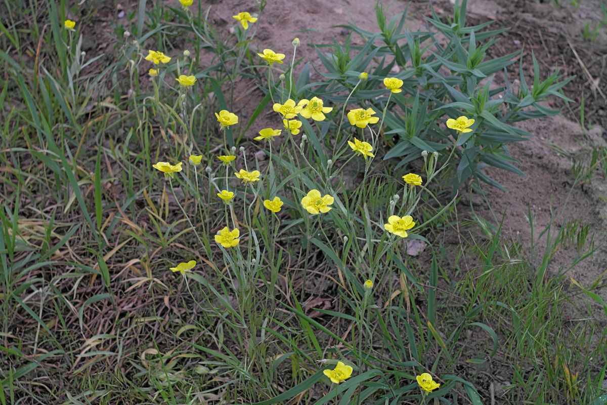 Изображение особи Ranunculus illyricus.