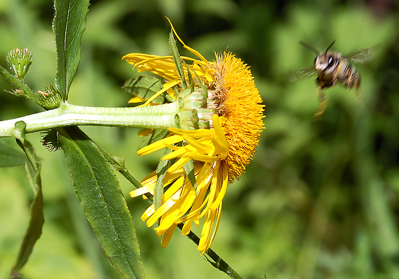 Изображение особи Inula salicina.