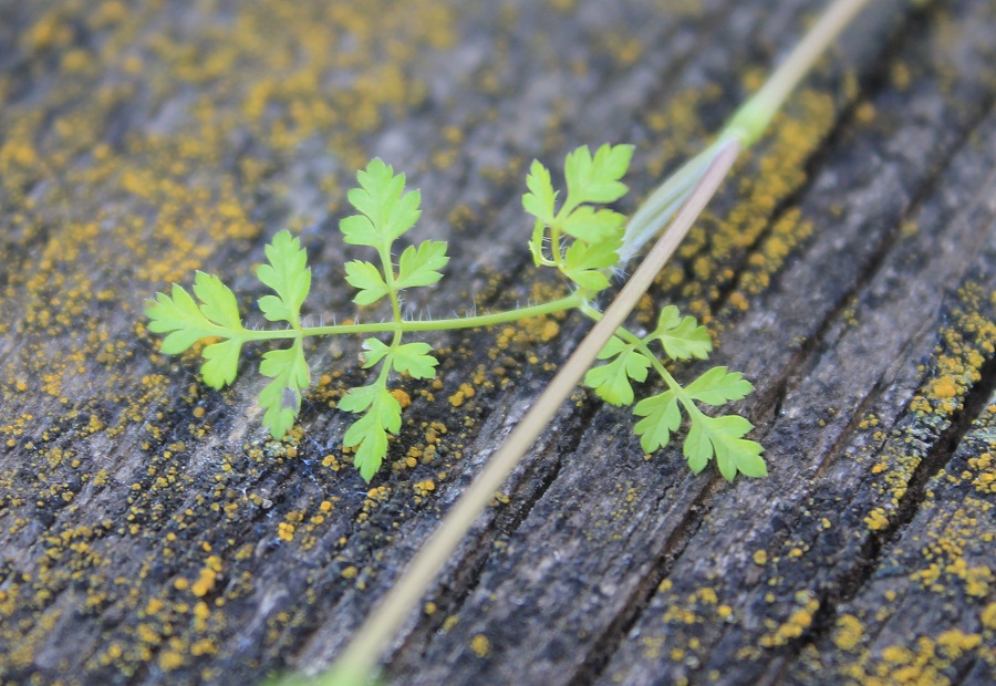 Изображение особи Anthriscus cerefolium.