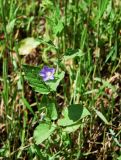 Convolvulus siculus