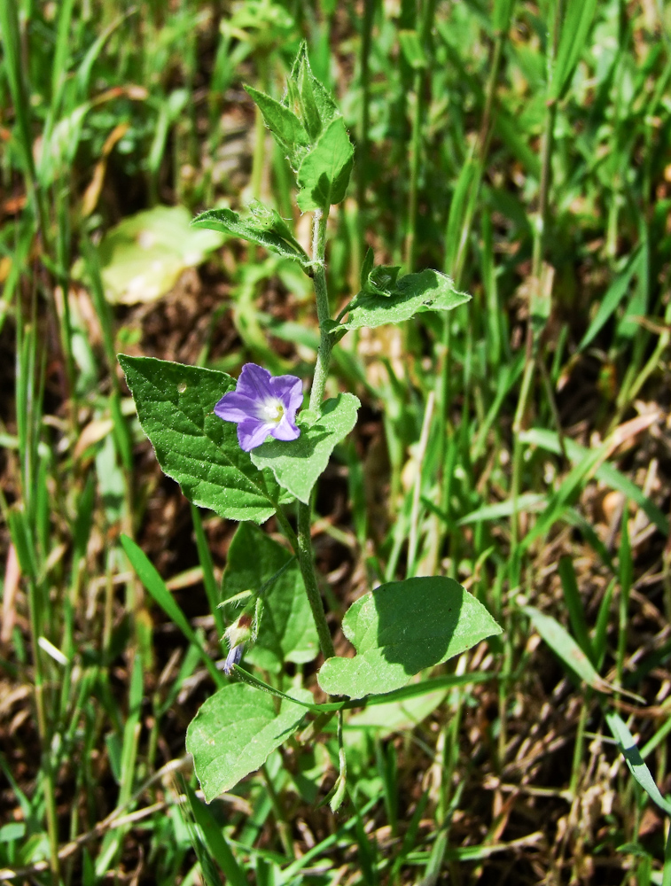 Image of Convolvulus siculus specimen.