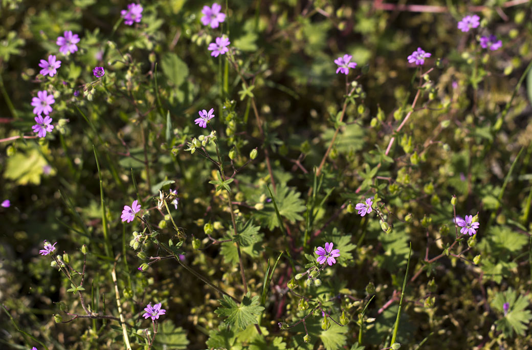 Image of Geranium molle specimen.