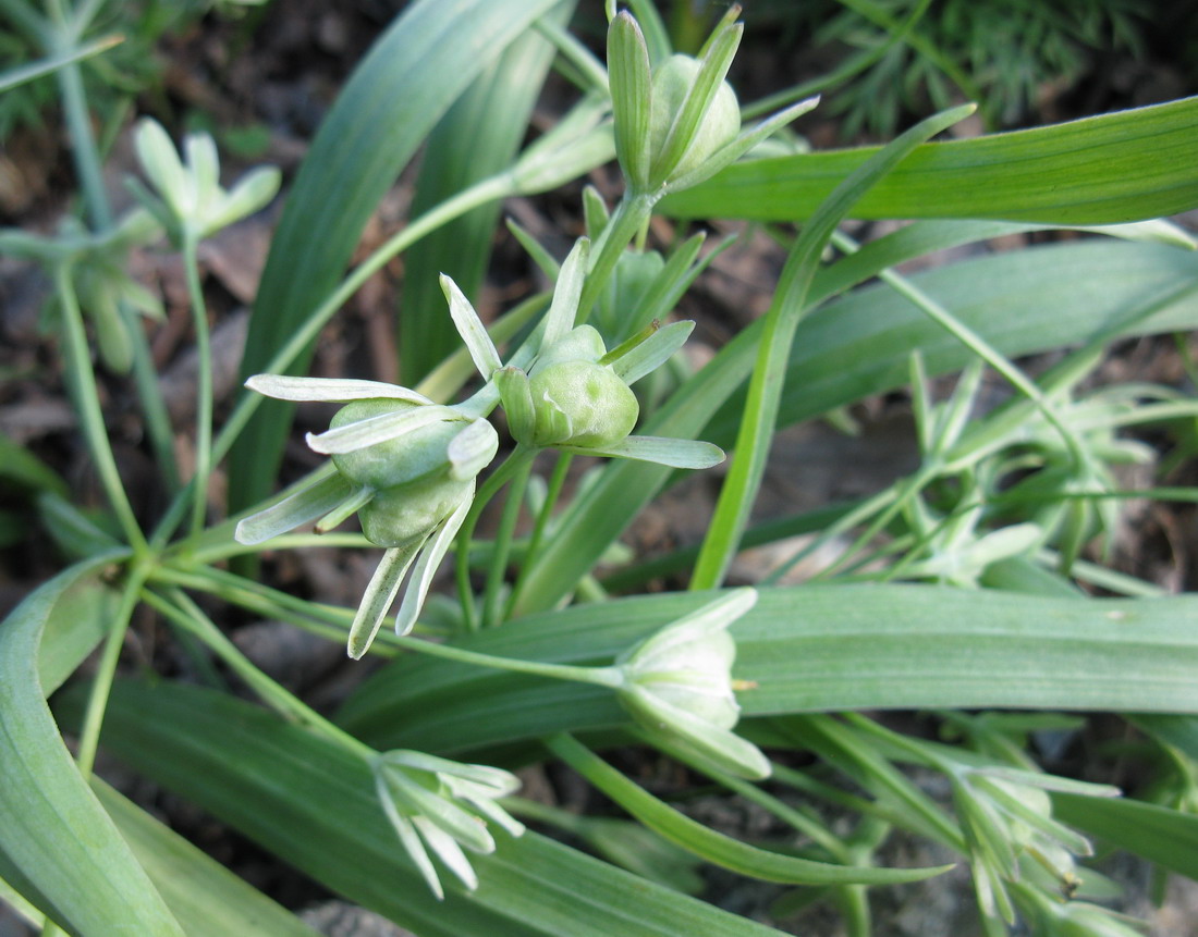 Image of Gagea lutea specimen.