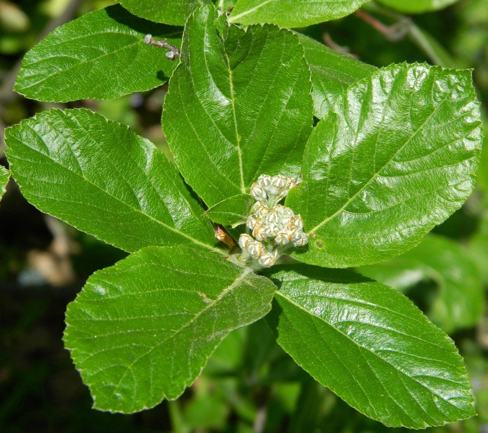 Image of Sorbus aria specimen.