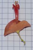 Holmskioldia sanguinea