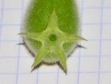 Image of taxon representative. Author is Татьяна Мальчинская