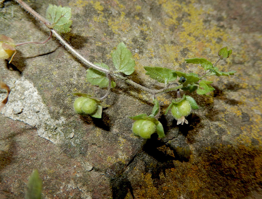 Image of Veronica polita specimen.