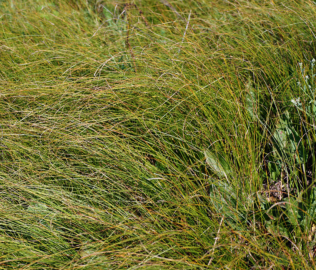 Image of Carex praecox specimen.