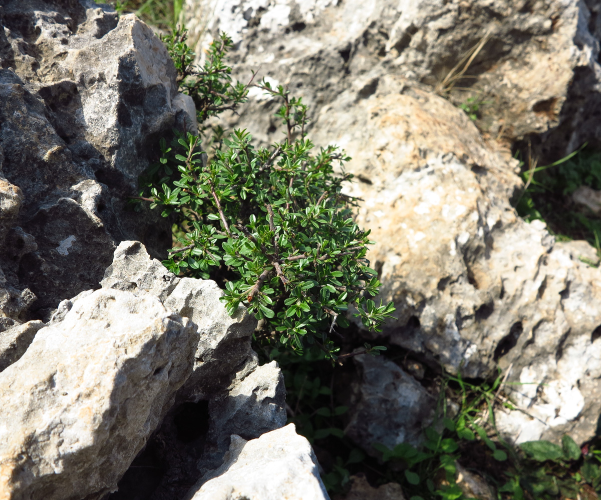 Image of Rhamnus lycioides specimen.