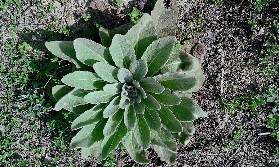 Image of Verbascum densiflorum specimen.
