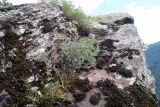 род Thymus