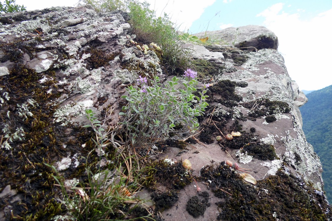 Image of genus Thymus specimen.
