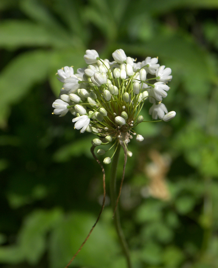 Изображение особи Allium myrianthum.