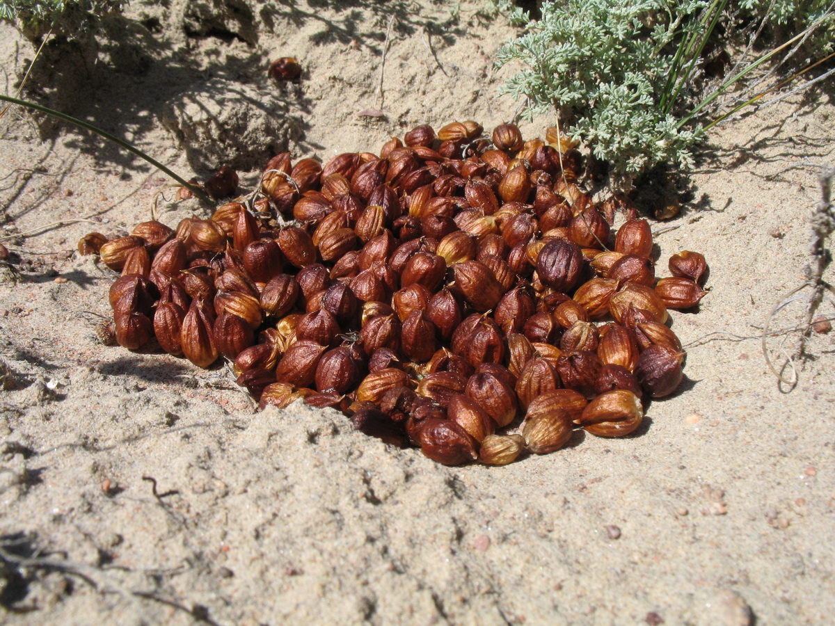 Image of Carex physodes specimen.