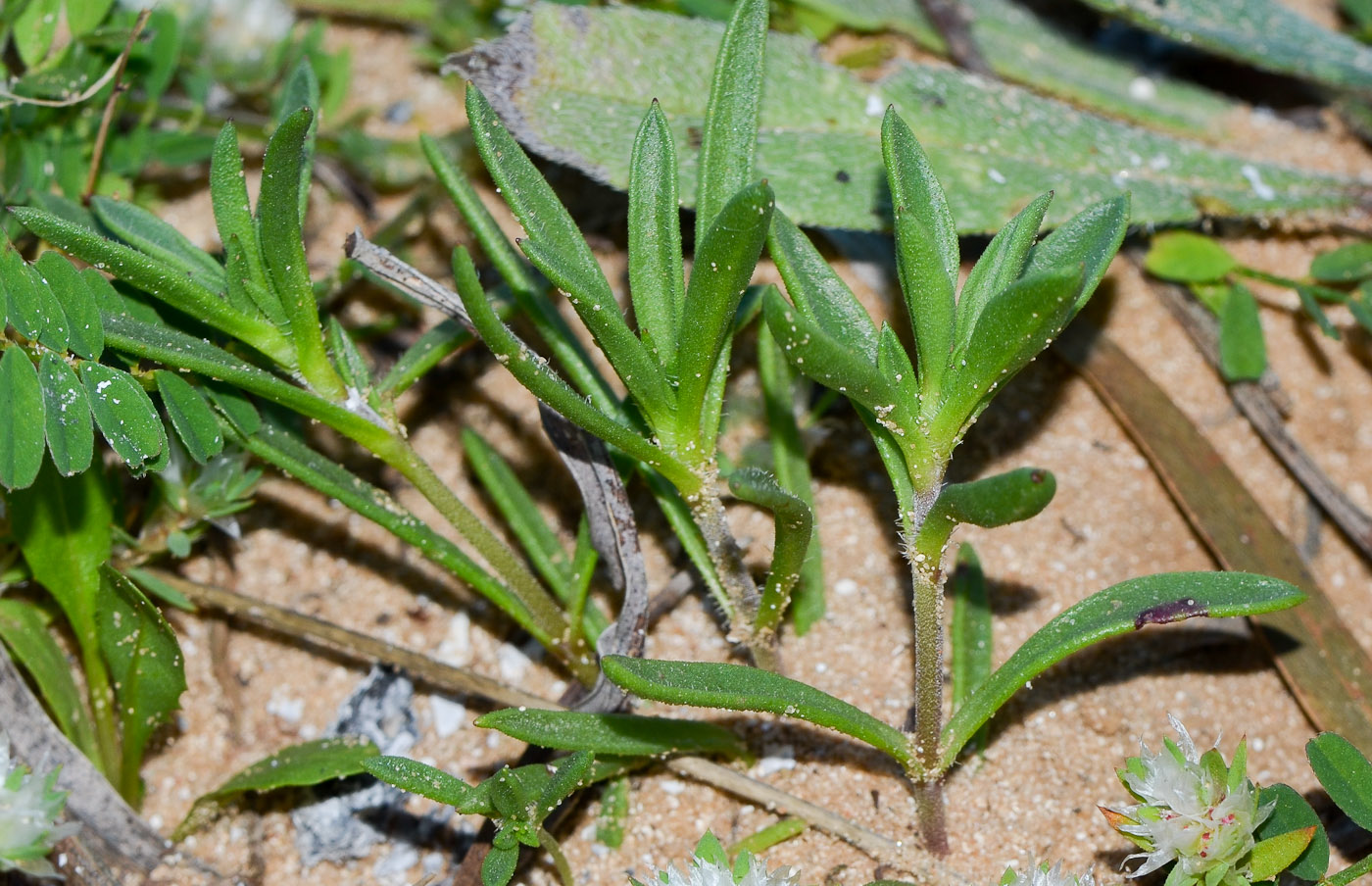 Изображение особи Plantago sarcophylla.