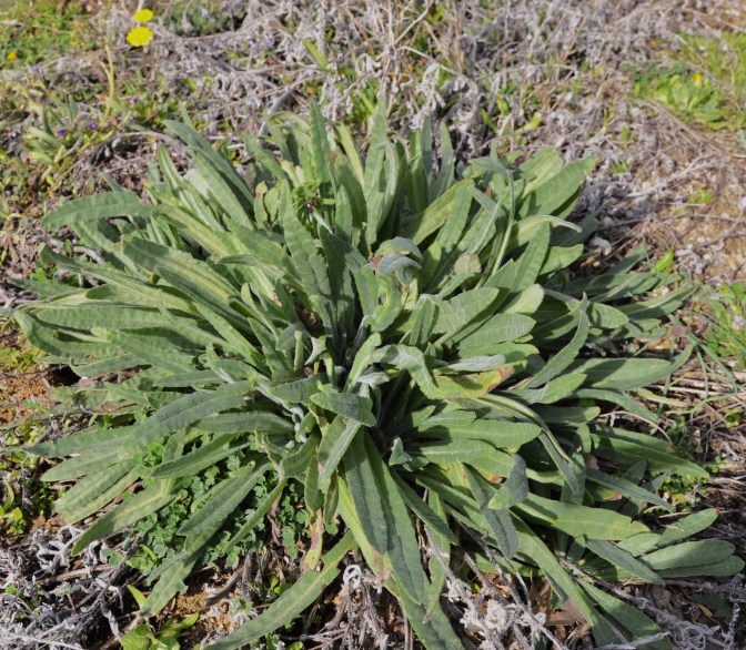 Изображение особи Anchusa officinalis.