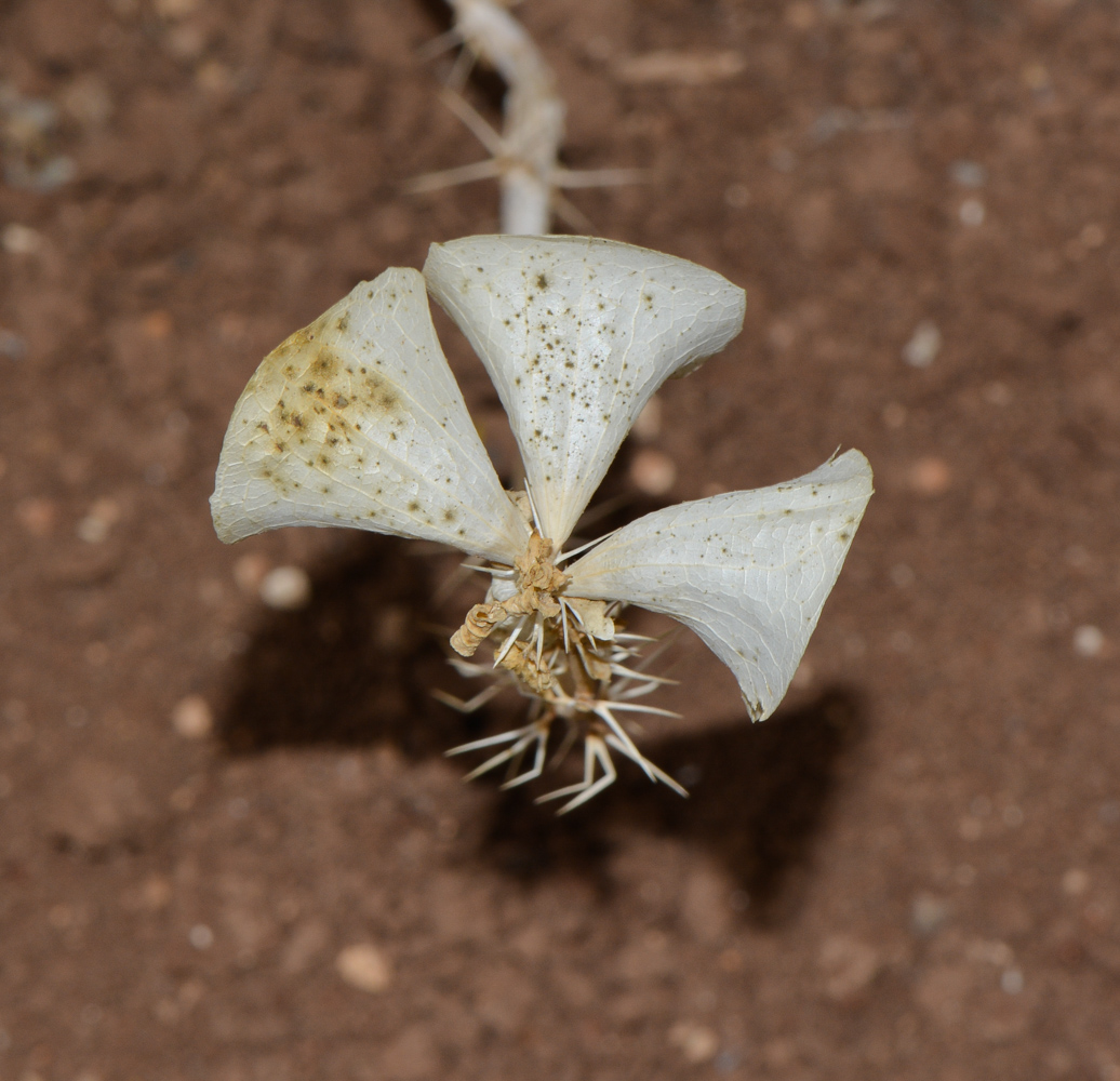 Изображение особи Moluccella laevis.