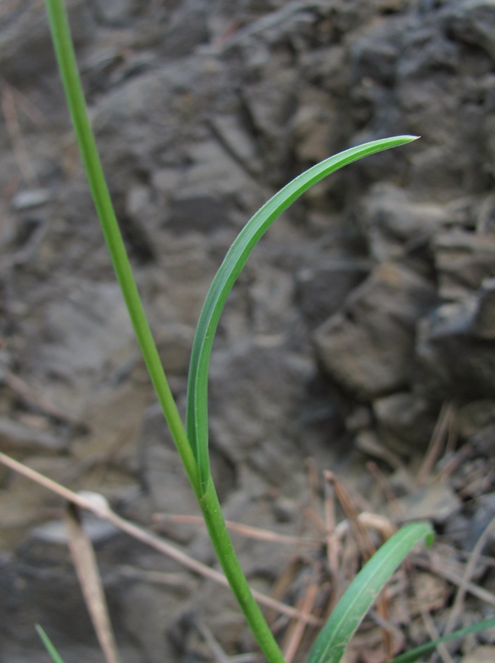 Изображение особи Sesleria alba.