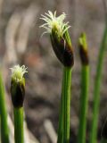 Trichophorum subspecies germanicum