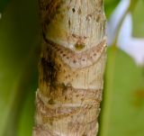 Image of taxon representative. Author is Татьяна Мальчинская
