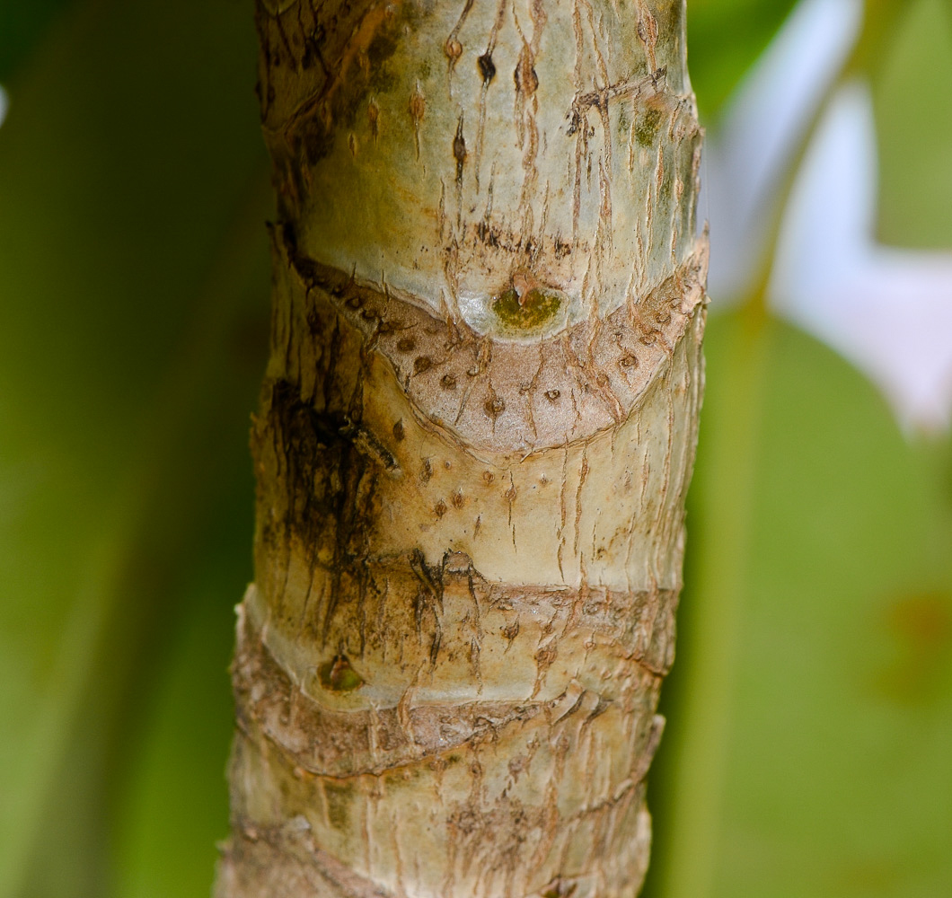 Изображение особи Heptapleurum actinophyllum.