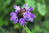 Prunella grandiflora. Соцветие. Пермский край, Ординский р-н, окр. с. Михино, лесостепной склон. 17.07.2016.