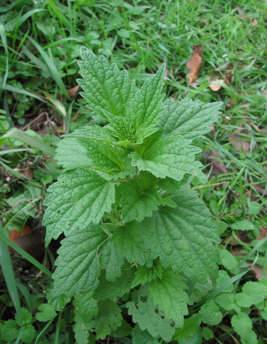 Изображение особи Chaiturus marrubiastrum.