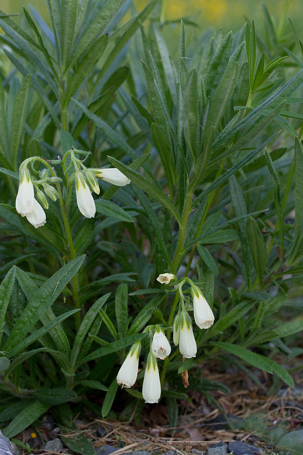 Image of Onosma simplicissima specimen.