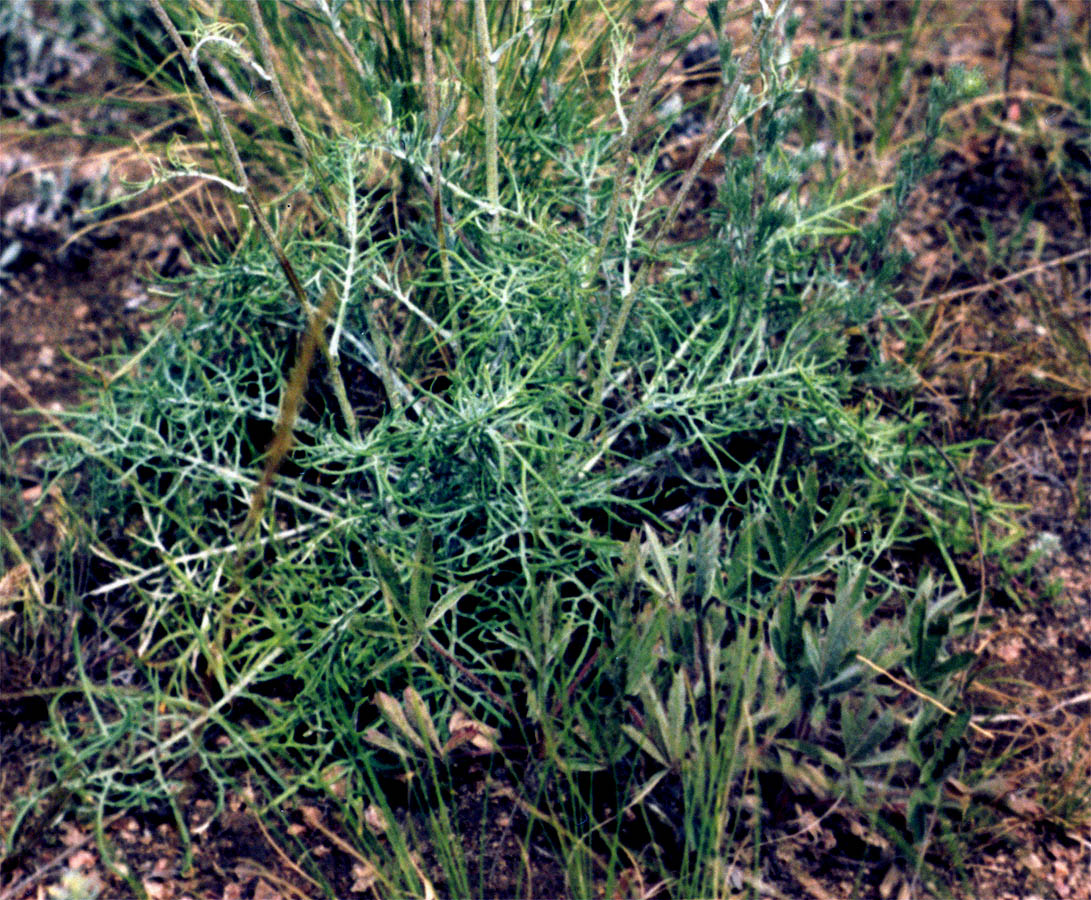 Image of Jurinea granitica specimen.