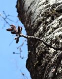 Populus &times; canescens