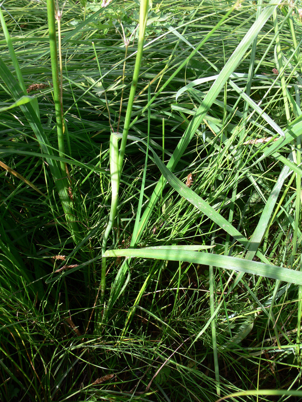 Image of Iris ensata specimen.