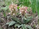 Pedicularis alatauica. Цветущее растение. Казахстан, Сев. Тянь-Шань, хр. Кетмень, пер. Кегень, глинистый склон южной экспозиции, выс. 1900 м н.у.м. 22 апреля 2016 г.