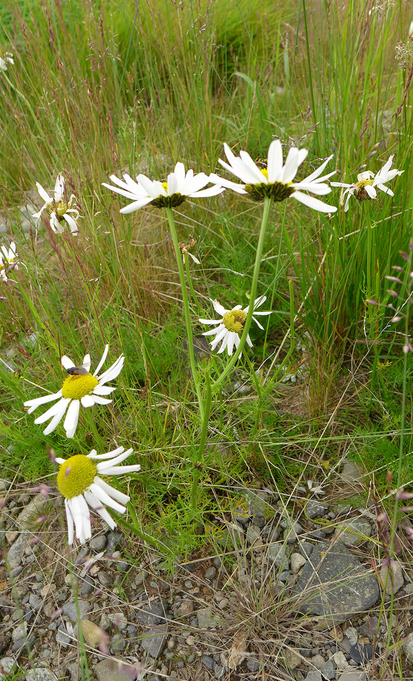 Image of Tripleurospermum hookeri specimen.